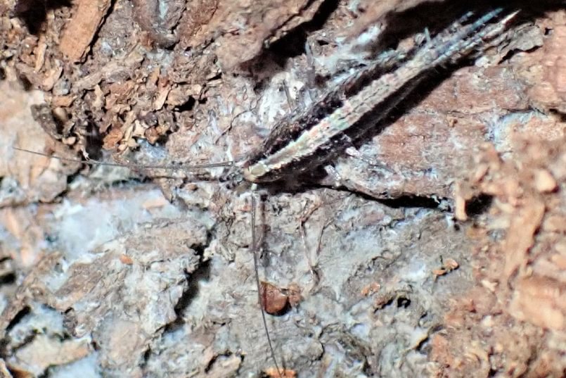 Rock Bristletail Meinertellidae Archaeognatha Grants Pass, Oregon