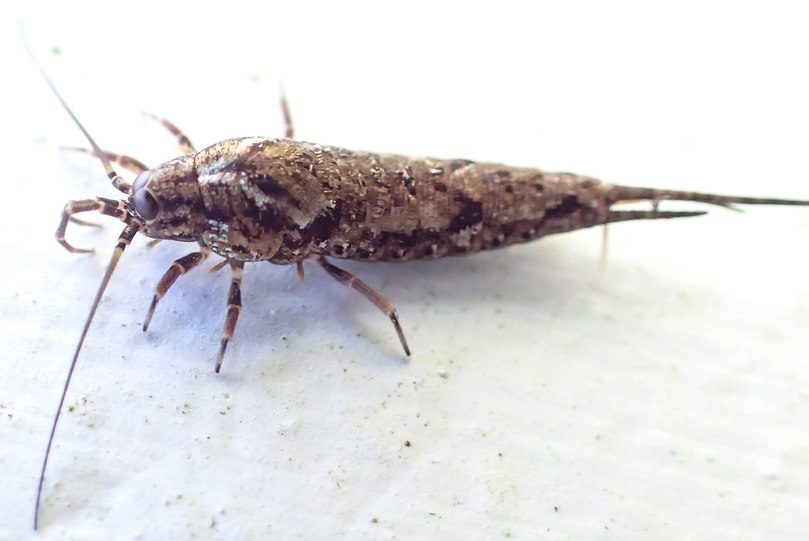 Jumping Bristletail Machilidae Archaeognatha from Astoria, Oregon