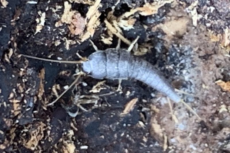 Common Silverfish Lepisma saccharina)