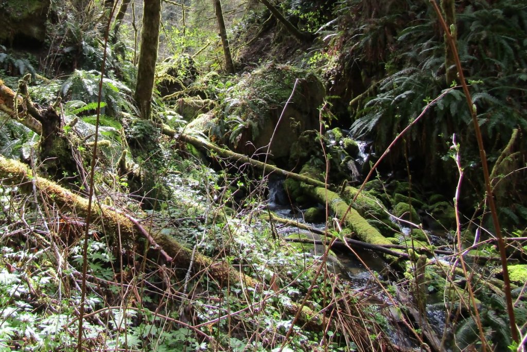torrent Nehalem Divide Columbia County Oregon crown z CZ Trail