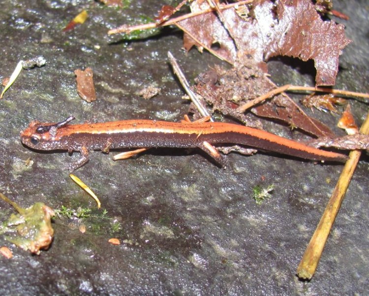 Western Red-backed Salamander jack falls old columbia river highway 30 prescott oregon