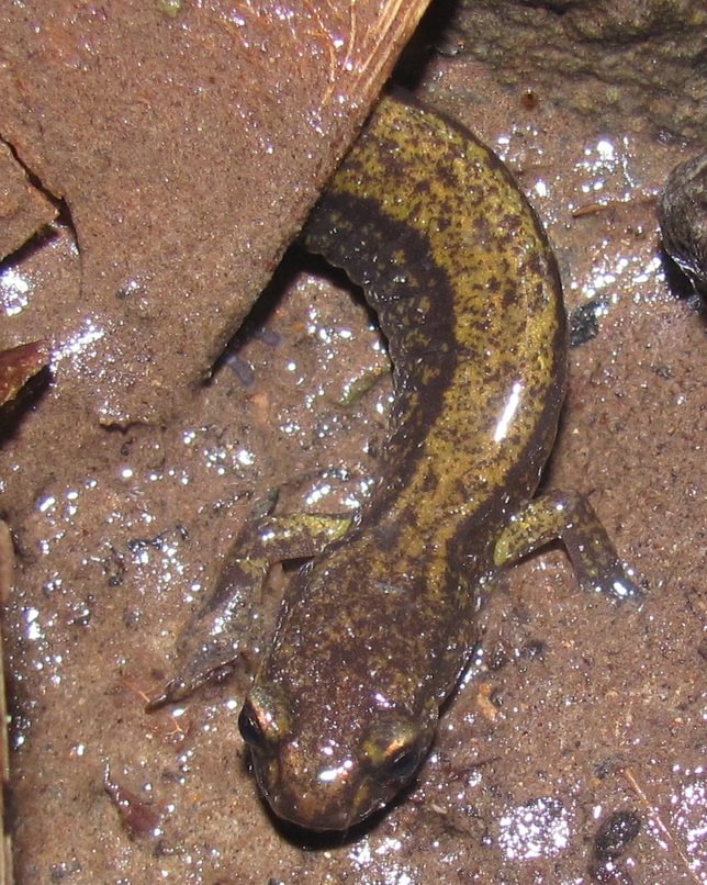 Dunn's Salamander jack falls old columbia river highway 30 prescott oregon