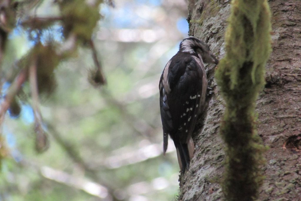 Hairy Woodpecker Nehalem Divide trailhead Crown Z trail CZ Columbia County Oregon