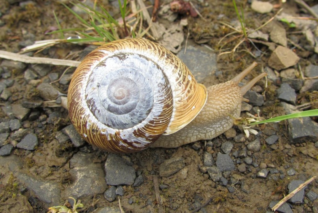 Oregon Forestsnail Crown Z CZ Trail Nehalem Divide Columbia County Oregon