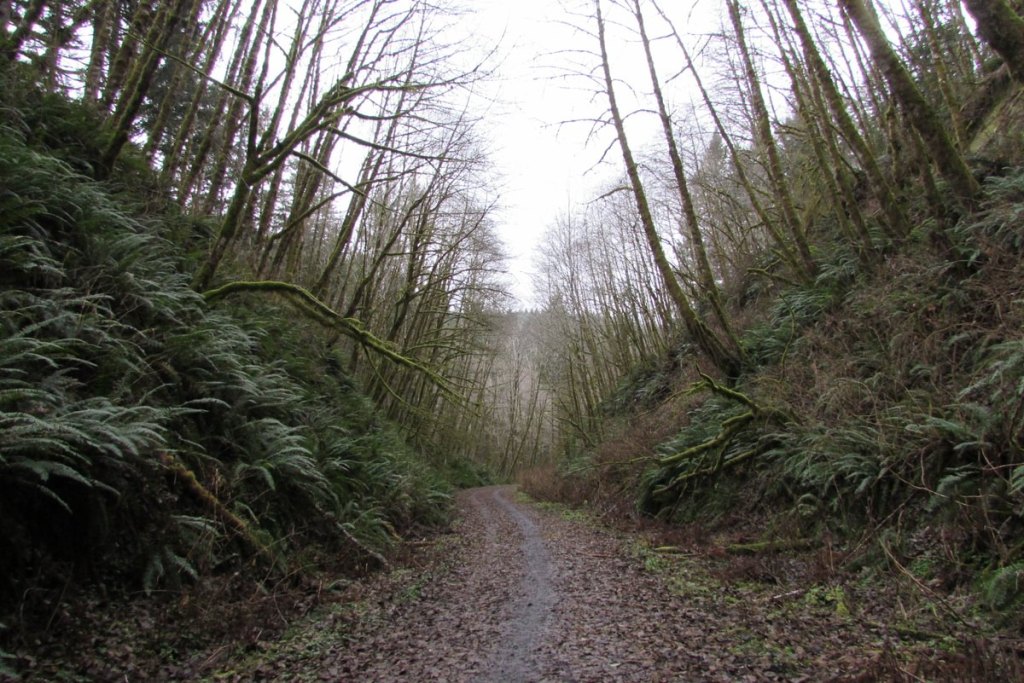 Nehalem Divide trailhead Crown Z trail CZ Columbia County Oregon