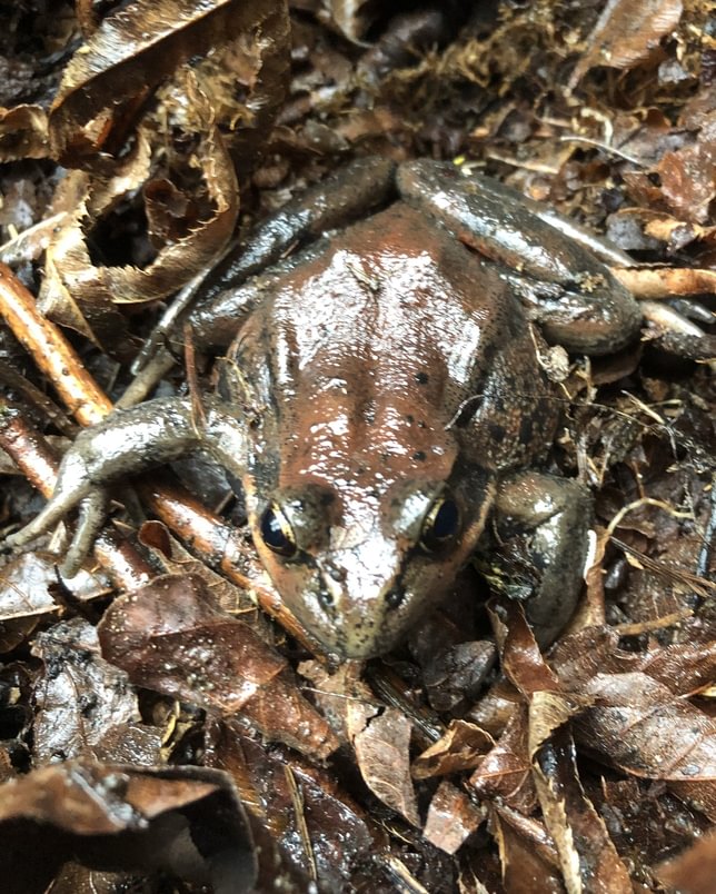 Northern Red-legged Frog jack falls old columbia river highway 30 prescott oregon