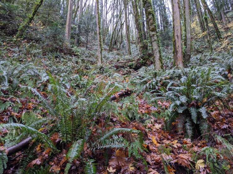 old columbia river highway 30 prescott oregon