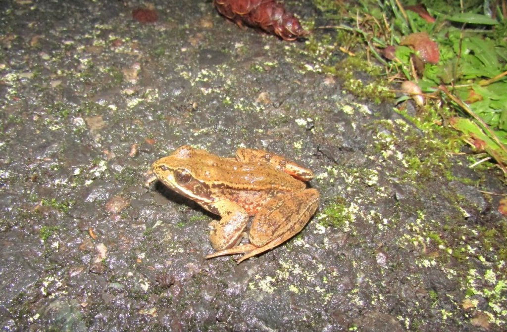 northern red-legged frog banks-vernonia state trail