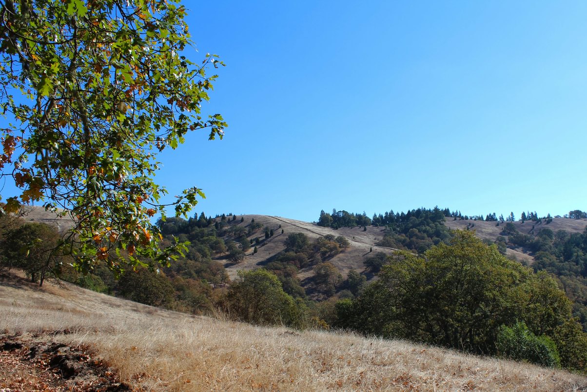 North Bank Habitat Management Area Columbian White-tailed Deer whitetail