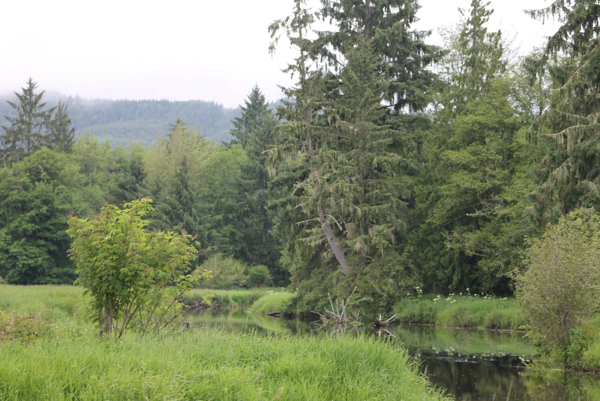 Julia Butler Hansen Refuge Columbian White-tailed Deer Westport area Columbia County Oregon