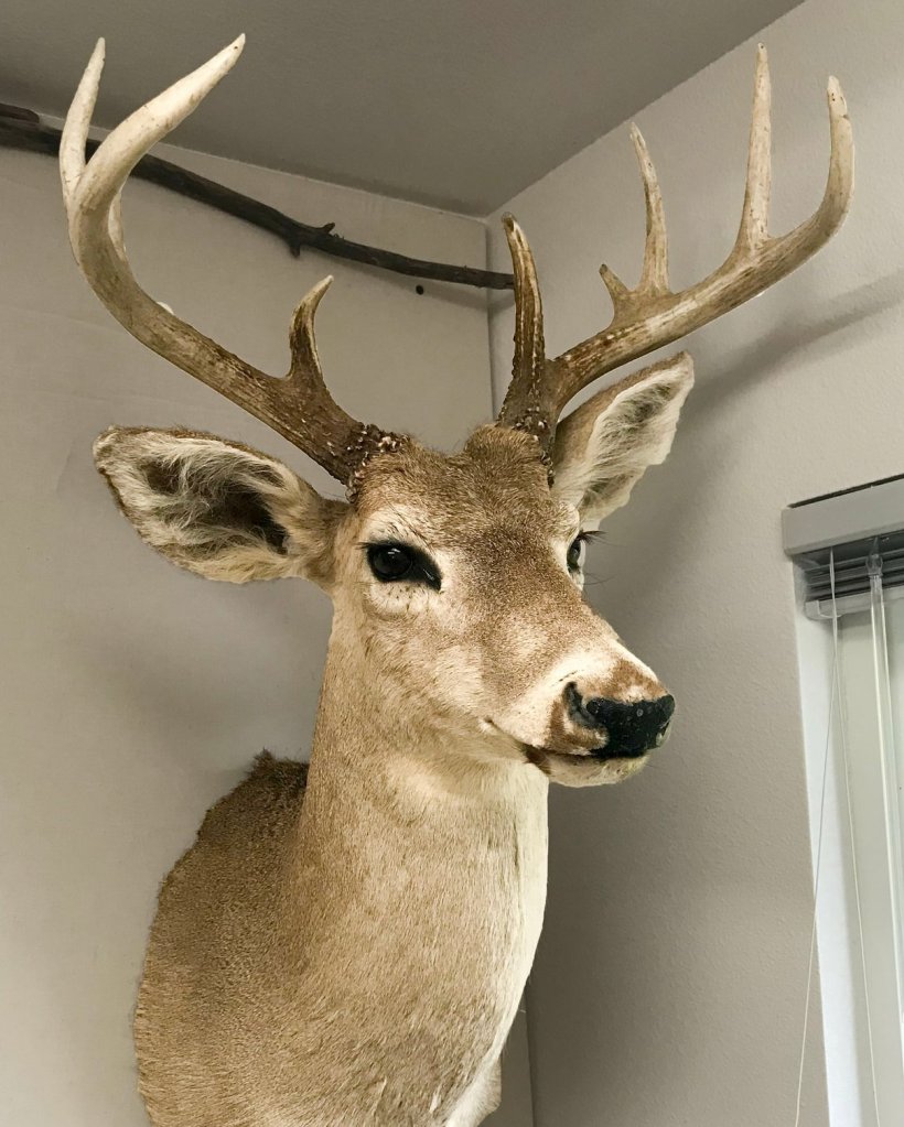 Columbian White-tailed Deer Odocoileus virginianus leucurus whitetail columbia county northwest oregon