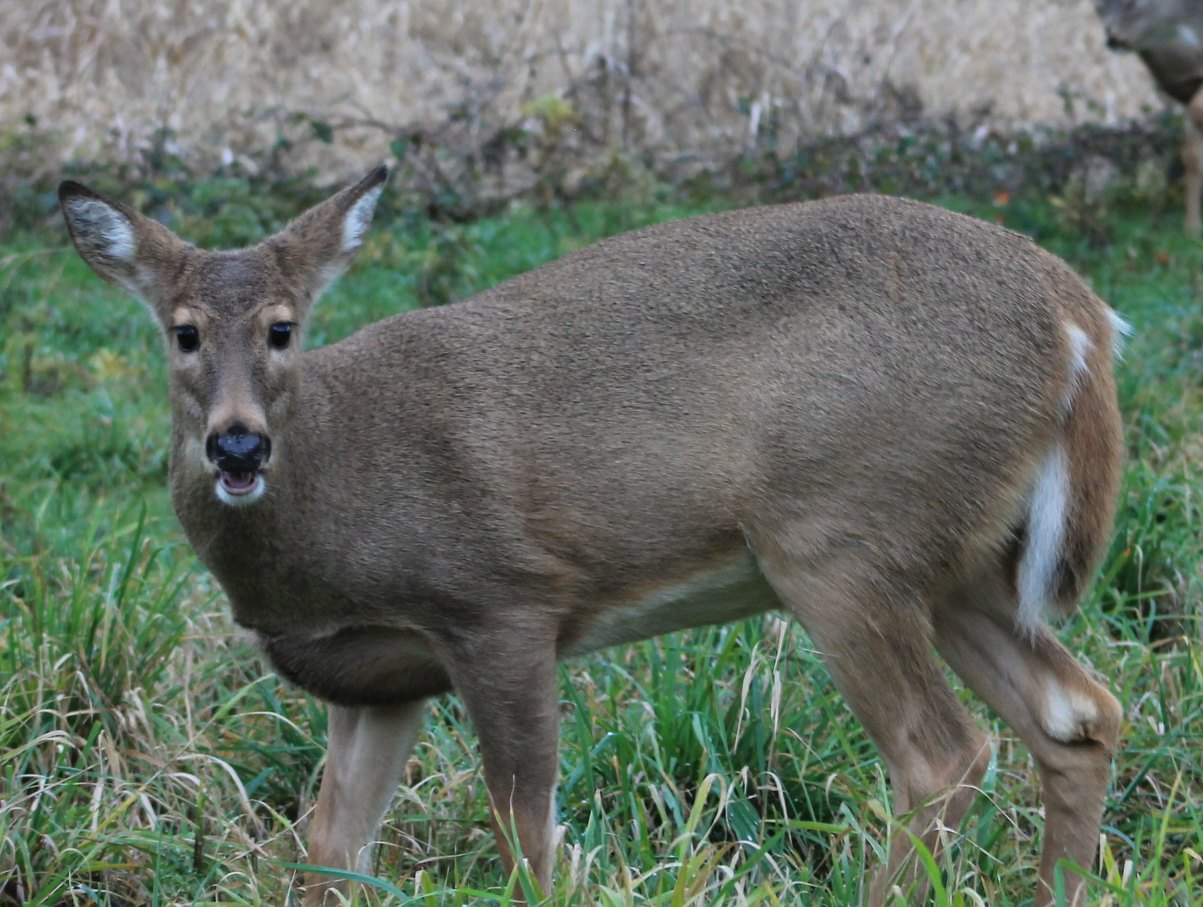 Columbian White-tailed Deer Odocoileus virginianus leucurus whitetail columbia county northwest oregon