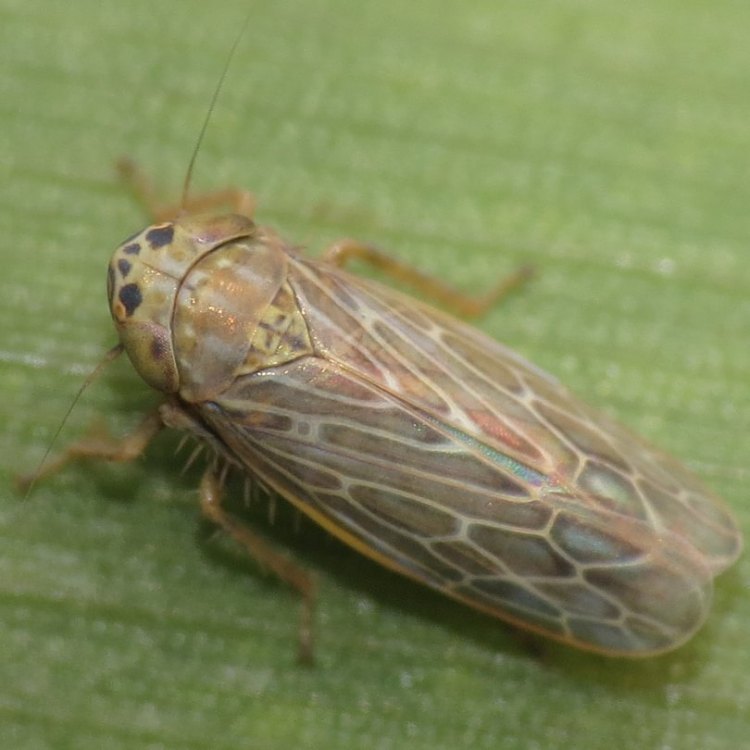 Aggregating Leafhopper Amblysellus grex columbia county oregon