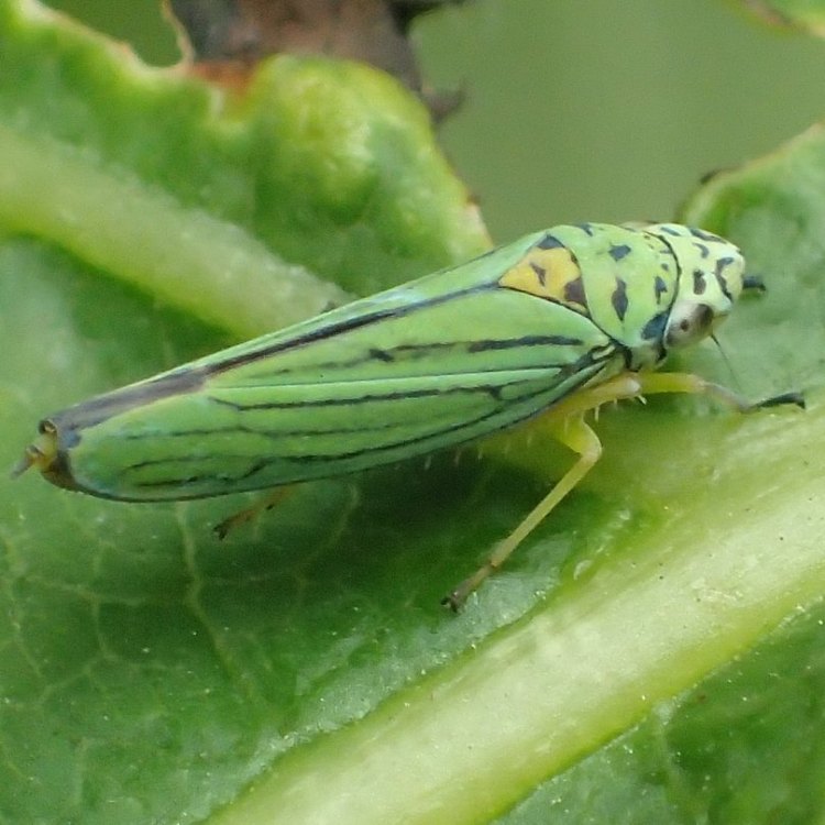Blue-green Sharpshooter Graphocephala atropunctata columbia county northwest oregon