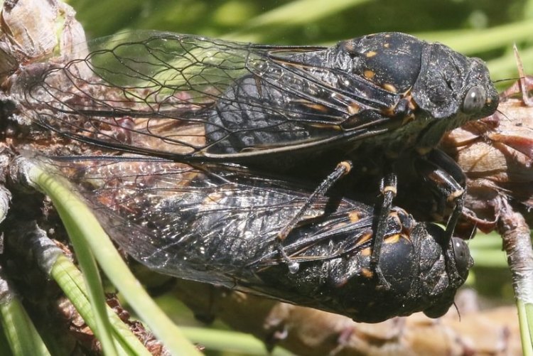 Gloomy Cicada Okanagana tristis columbia county northwest oregon