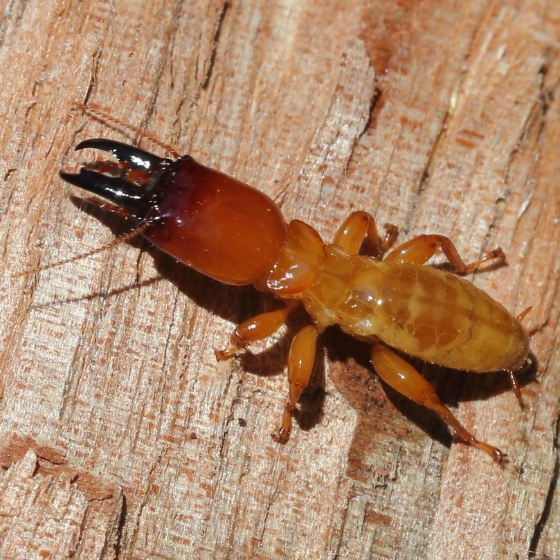 Dampwood Termites Northwest Oregon, Columbia County Blattodea