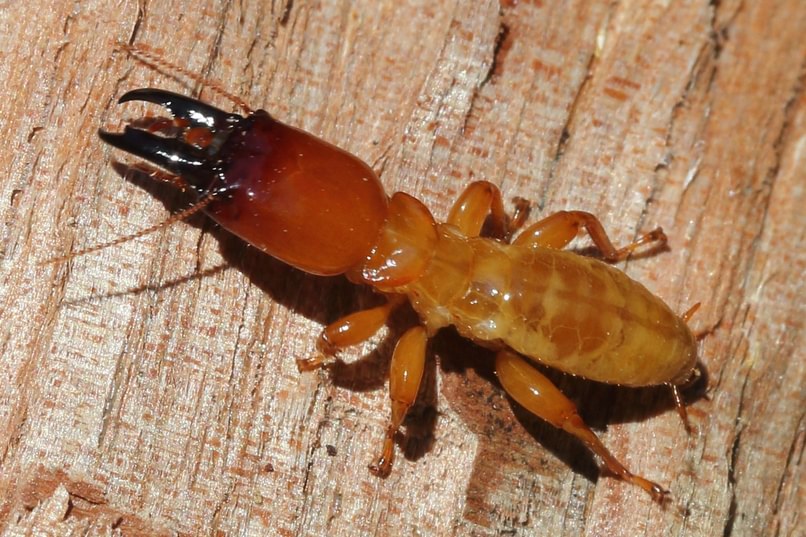 Pacific Dampwood Termite Zootermopsis angusticollis soldier columbia county northwest oregon