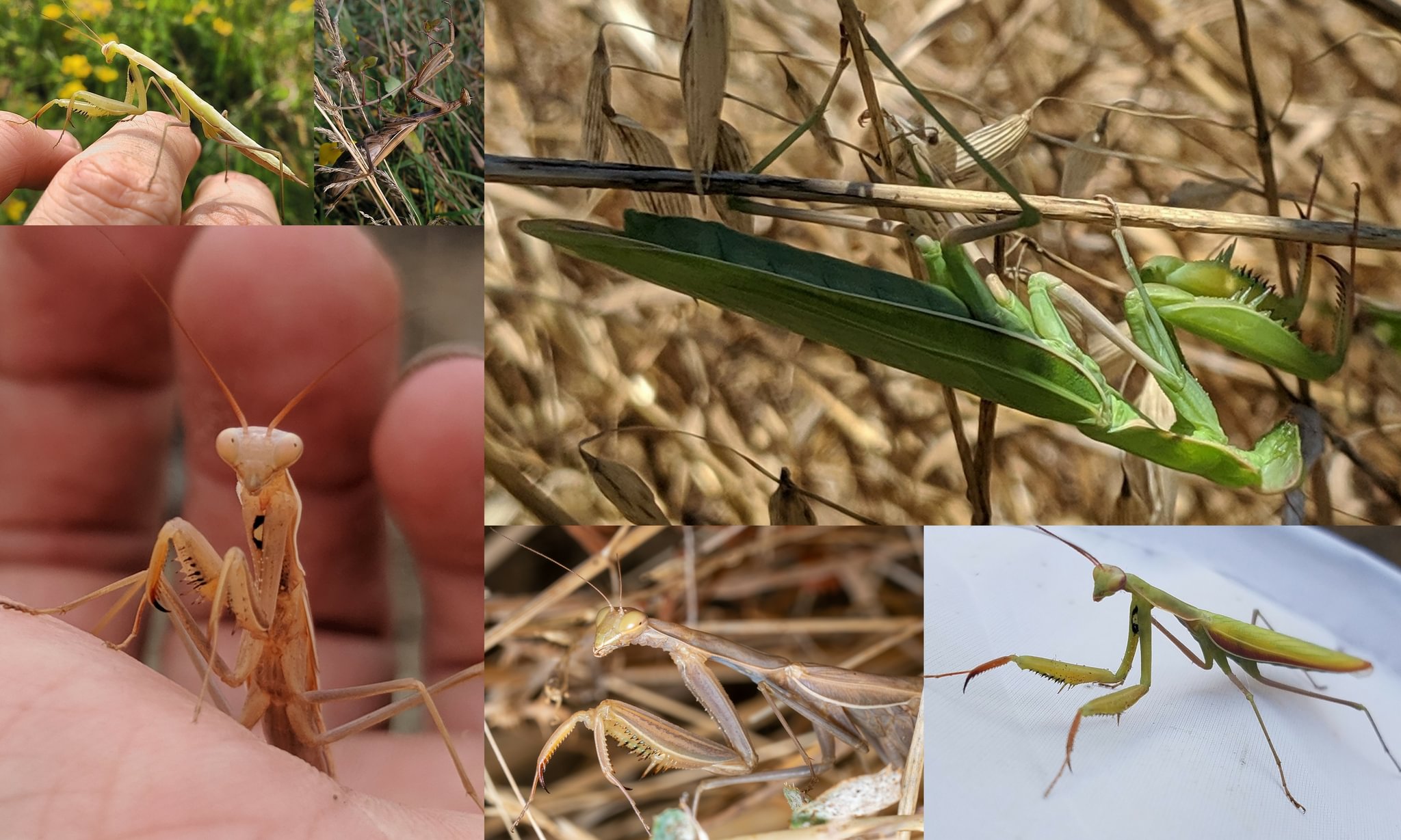Praying Mantis Mantids Columbia County Northwest oregon Mantodea