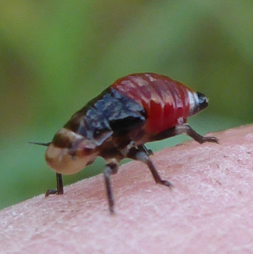 Douglas Fir Spittlebug Froghopper Aphrophora permutata nymph columbia county northwest oregon