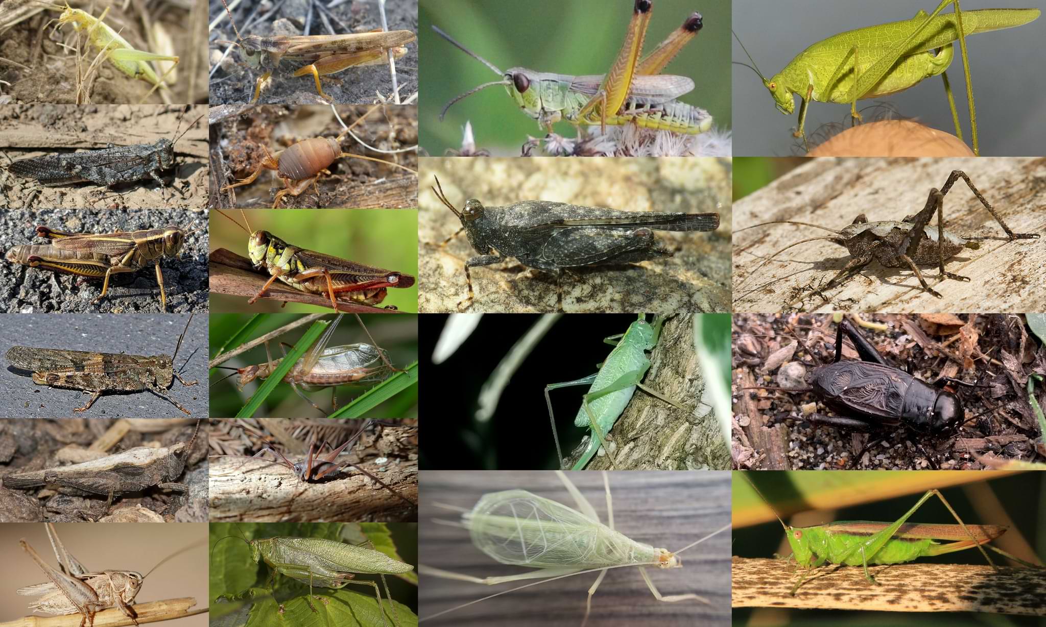 grasshoppers crickets katydids Orthoptera columbia county northwest oregon
