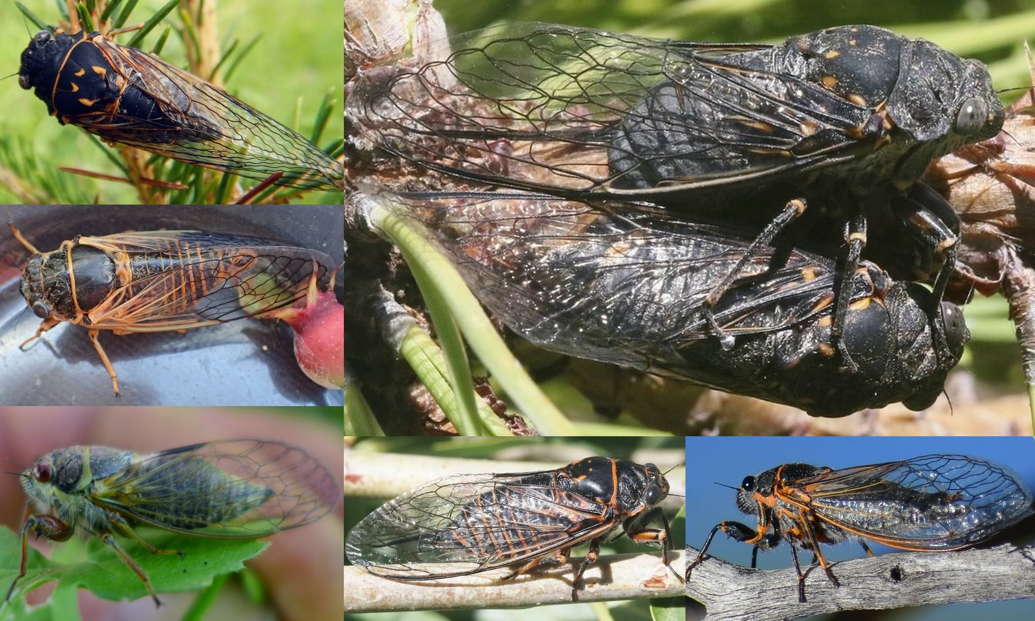 cicada Cicadoidea northwest oregon columbia county