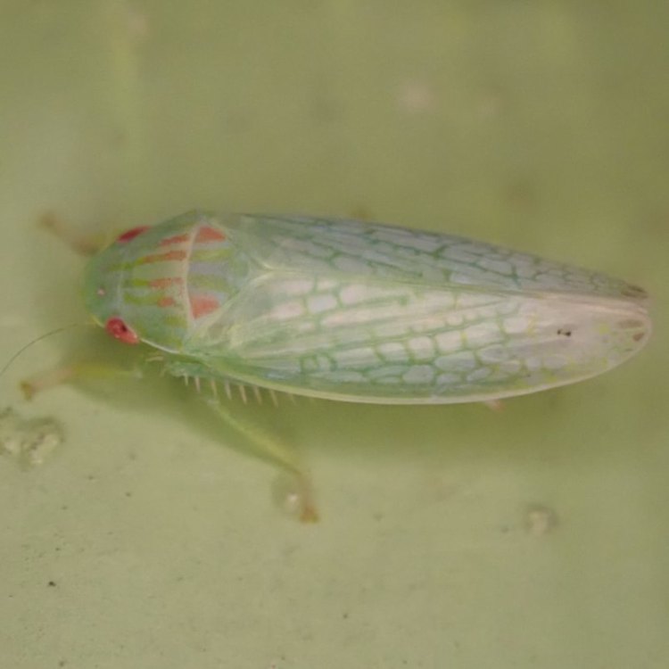 Eight-lined Leafhopper Gyponana octolineata columbia county northwest oregon