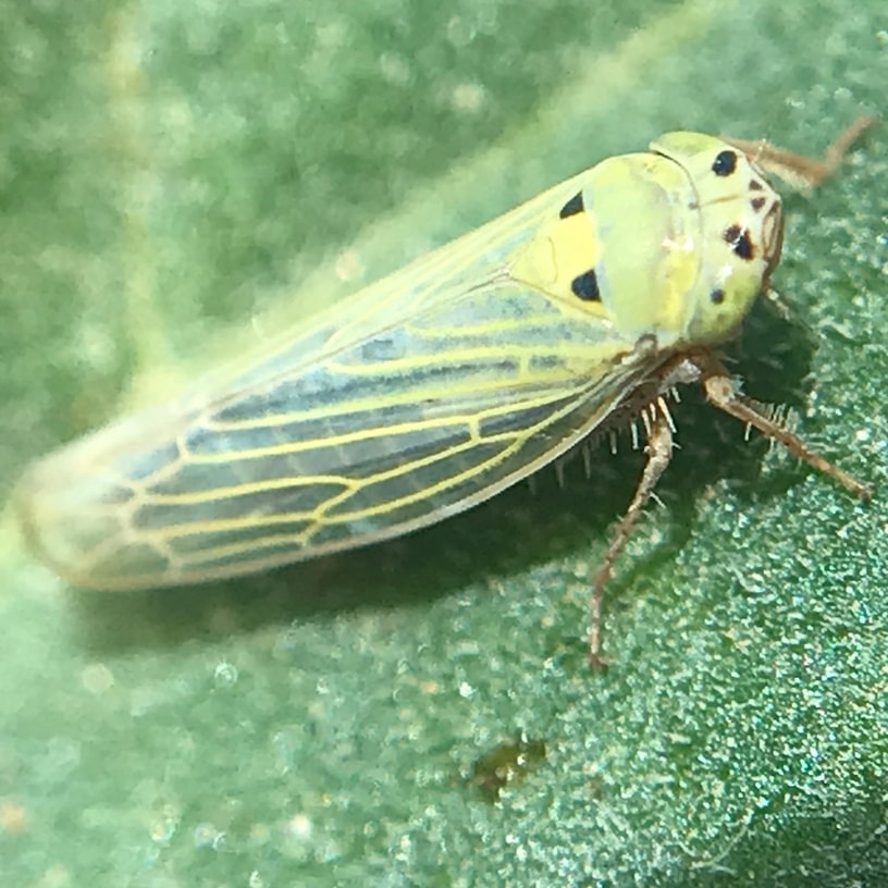 Germinate Leafhopper Colladonus geminatus columbia county northwest oregon