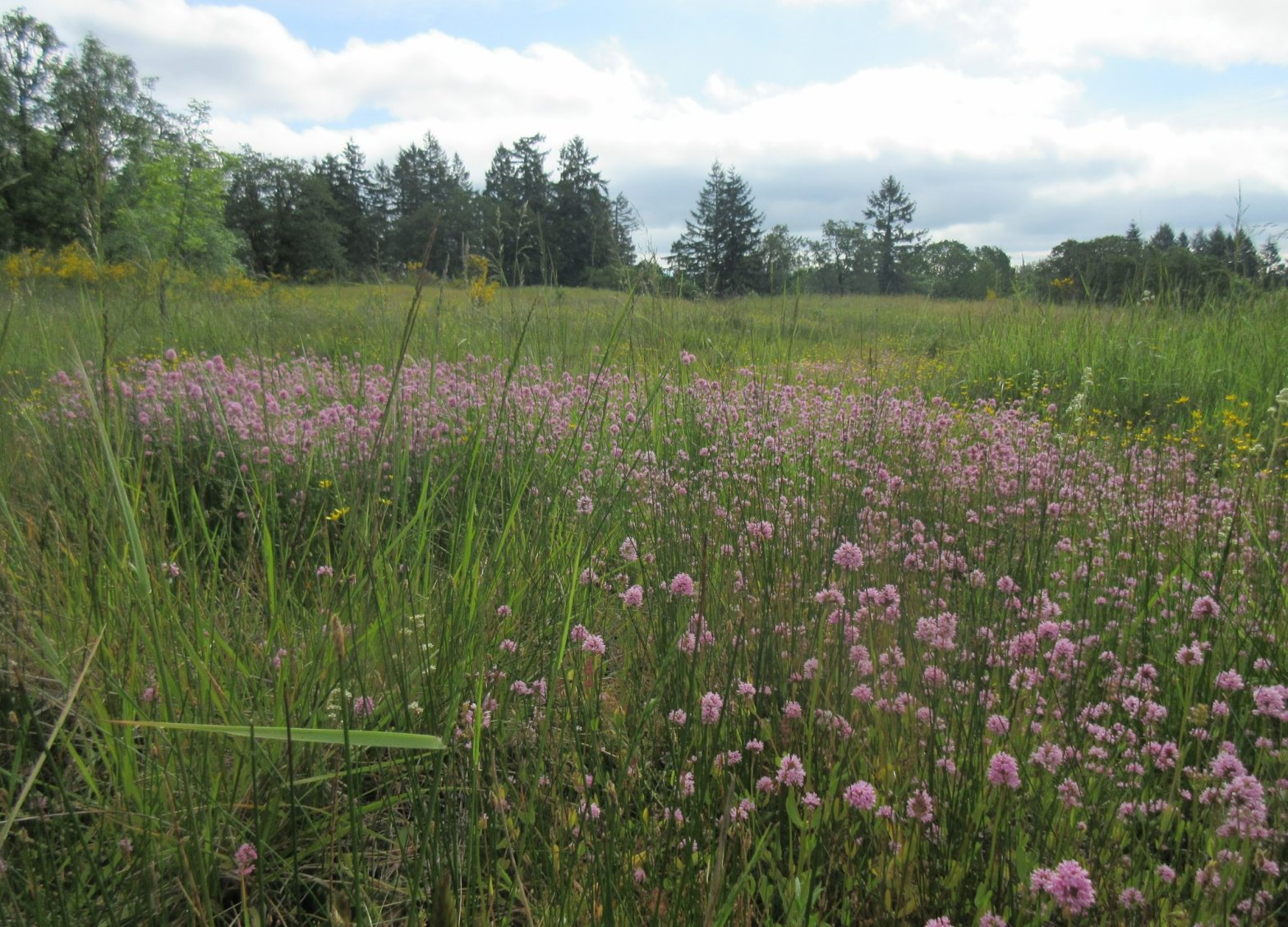 Liberty Hill Butte Bluff meadow St. Helens Oregon Columbia County Pittsburg Road