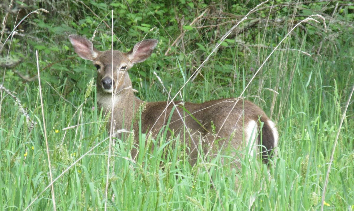 Columbian Black-tailed Deer  Liberty Hill St. helens Columbia County Oregon