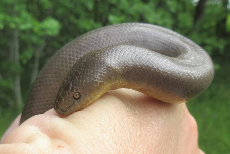 Northern Rubber Boa Liberty Hill St. helens Columbia County Oregon