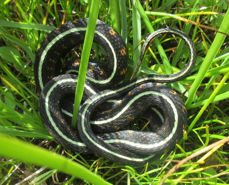 Red-spotted Garter Snake Liberty Hill St. helens Columbia County Oregon