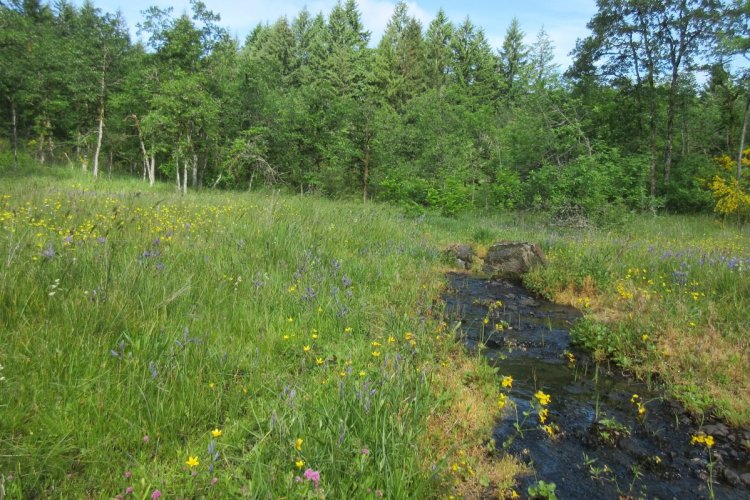 Liberty Hill Butte Bluff meadow St. Helens Oregon Columbia County Pittsburg Road
