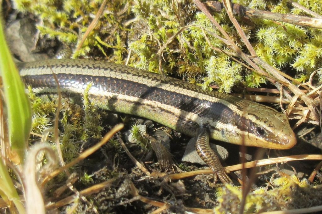 Western Skink Liberty Hill St. Helens Columbia County northwest Oregon