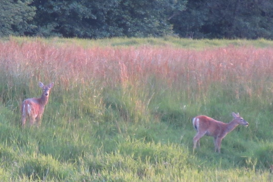 Columbian white-tailed deer does Odocoileus virginianus leucurus rainier columbia county northwest oregon