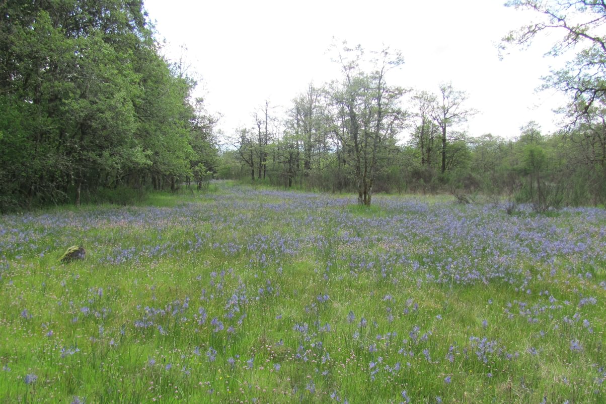Liberty Hill Bluff Butte St. Helens Columbia County Oregon