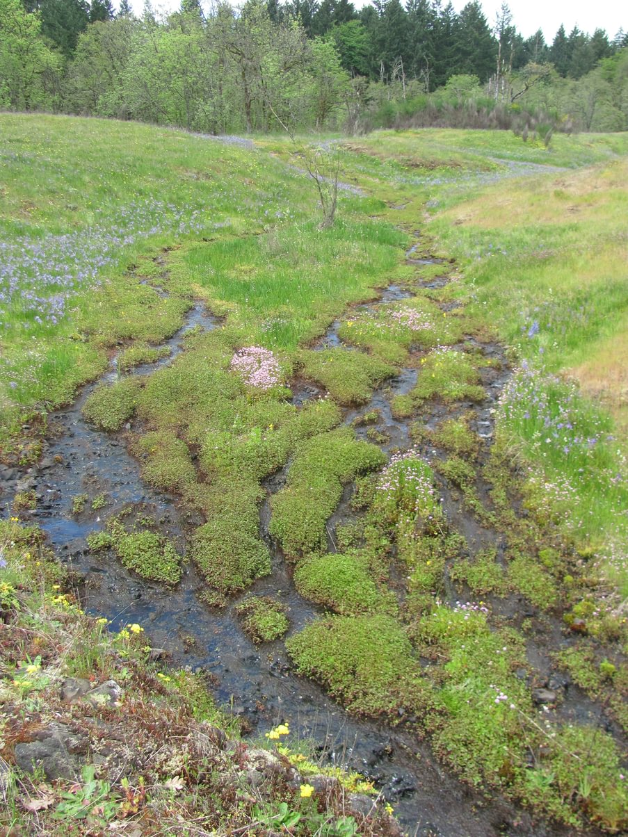 Liberty Hill Bluff Butte St. Helens Columbia County Oregon