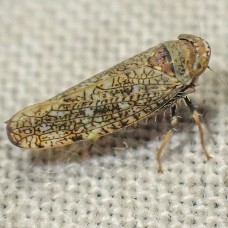 Japanese Leafhopper Orientus ishidae columbia county northwest oregon