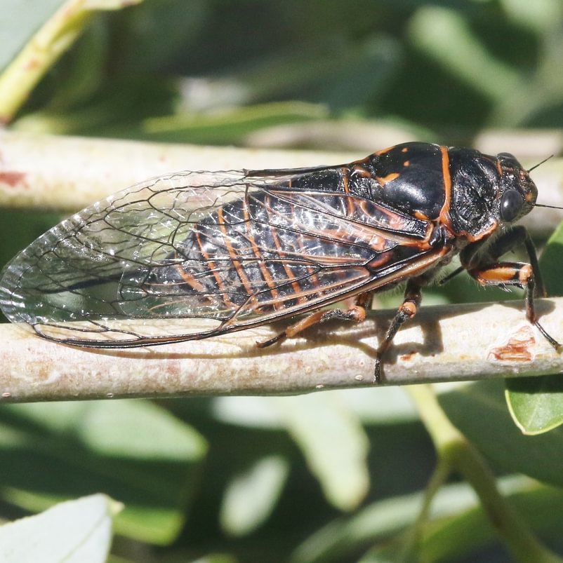 Cicada Cicadoidea of columbia county northwest oregon