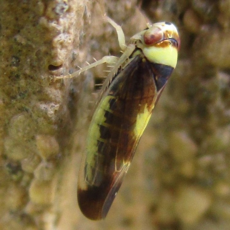 Mountain Leafhopper Colladonus montanus columbia county northwest oregon