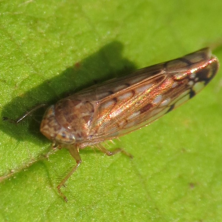 Northwest Marbled Leafhopper Osbornellus borealis columbia county northwest oregon