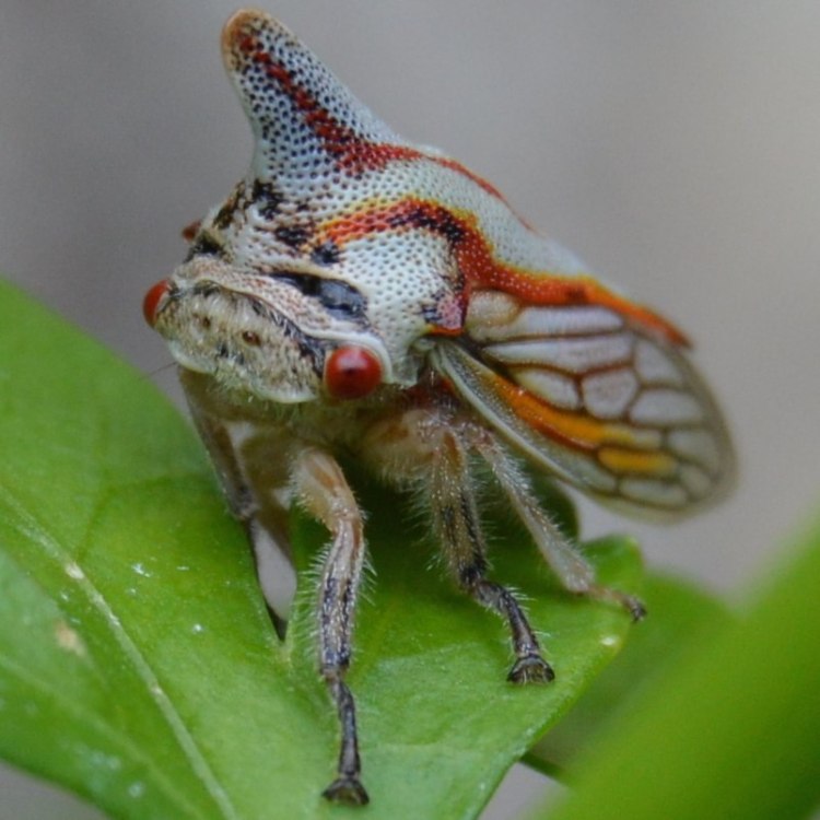 Oak Treehopper Platycotis vittata columbia county northwest oregon