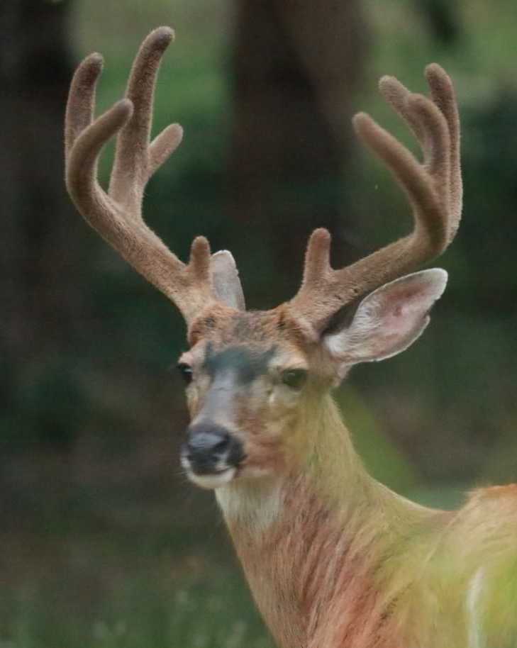 Columbian Black-tailed Deer Odocoileus hemionus columbianus blacktail columbia county northwest oregon