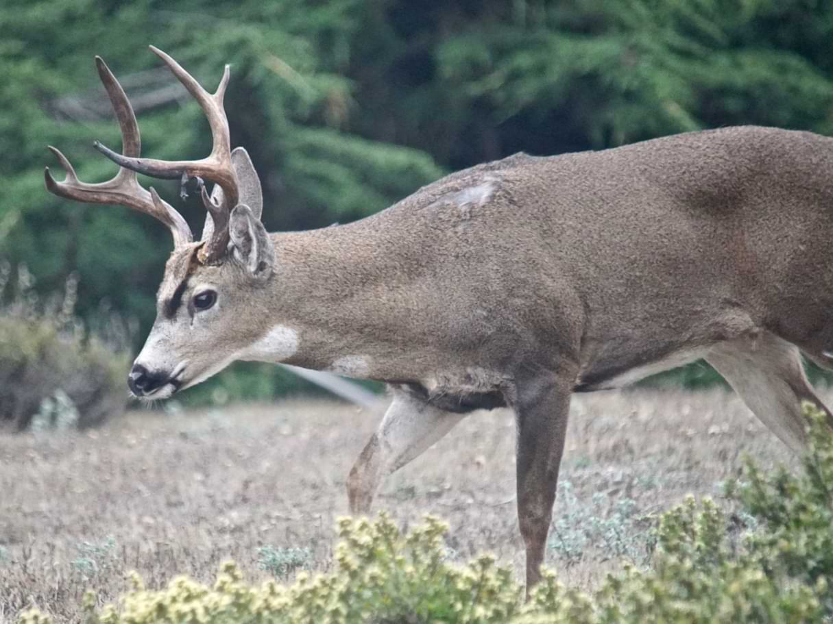 Columbian Black-tailed Deer Odocoileus hemionus columbianus blacktail columbia county northwest oregon