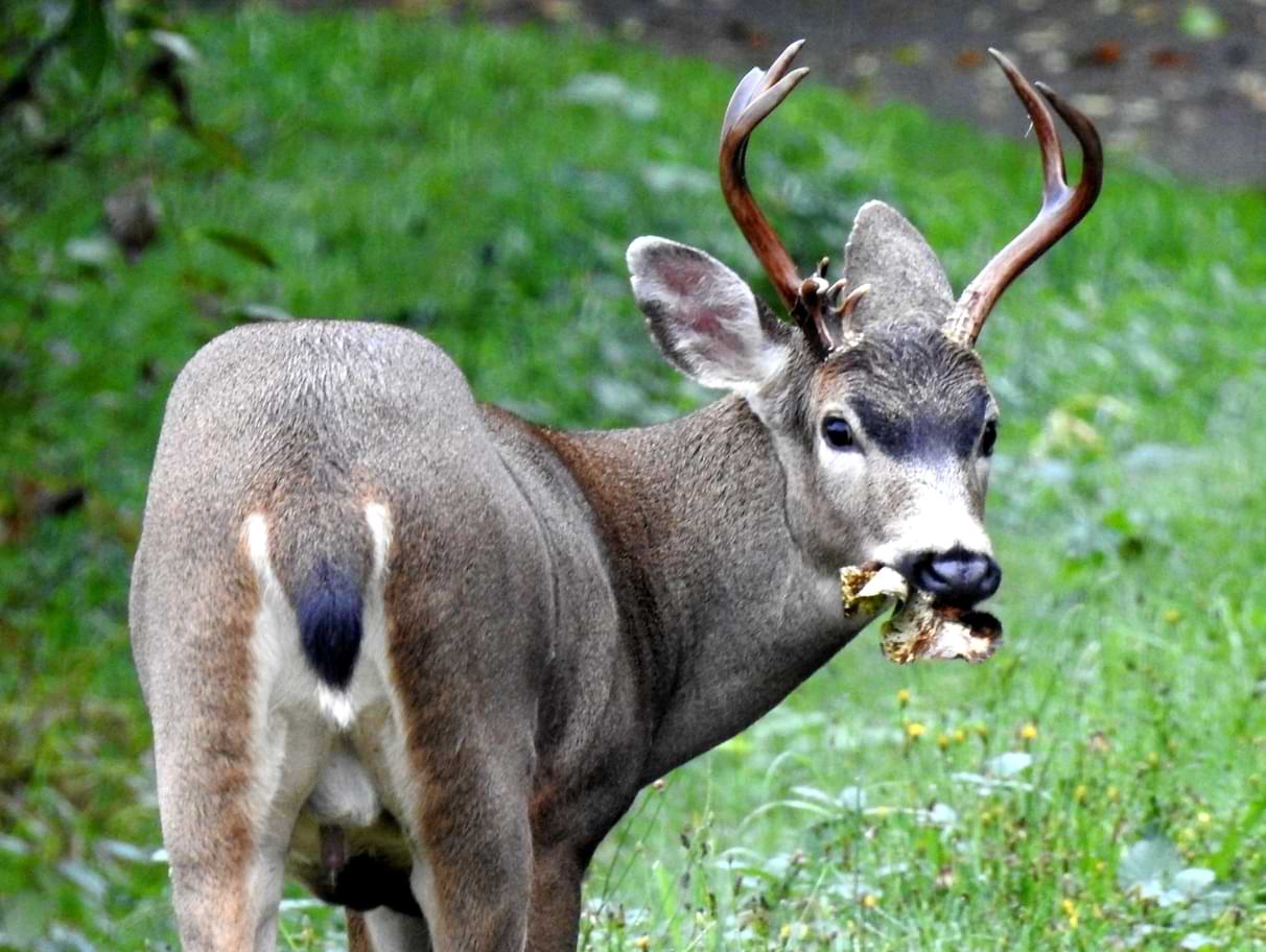 Columbian Black-tailed Deer Odocoileus hemionus columbianus blacktail columbia county northwest oregon