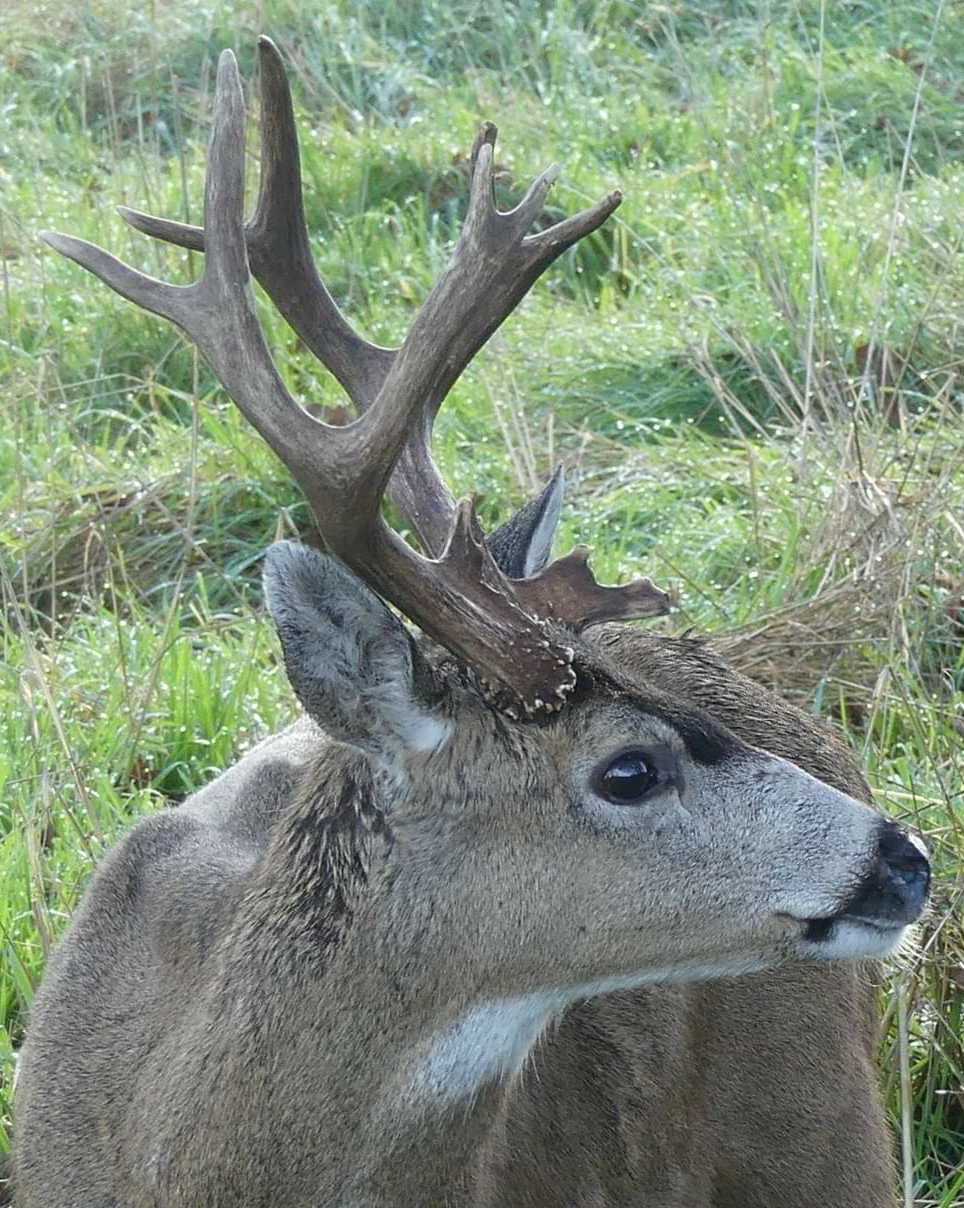 Columbian Black-tailed Deer Odocoileus hemionus columbianus blacktail columbia county northwest oregon