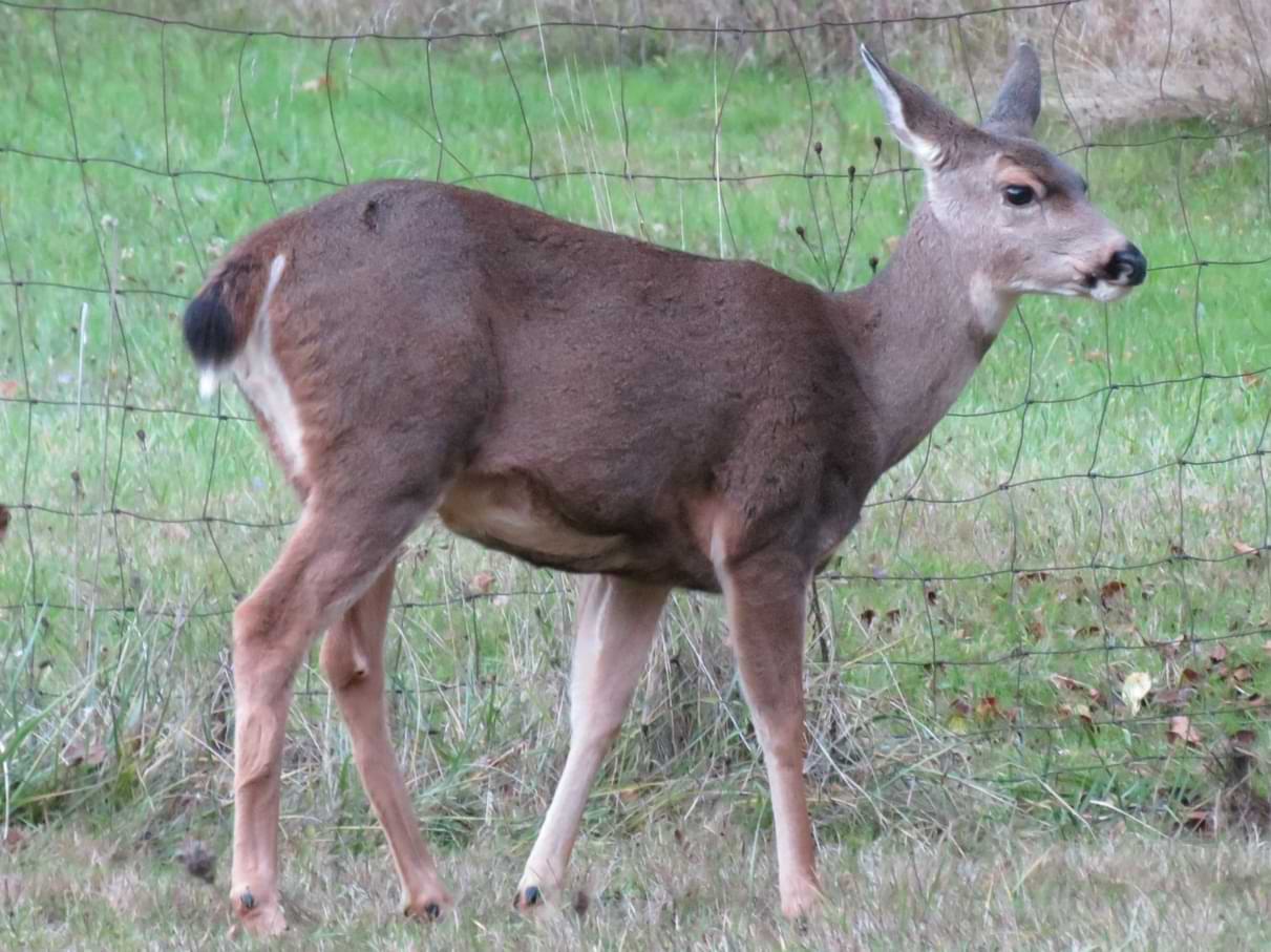 Columbian Black-tailed Deer Odocoileus hemionus columbianus blacktail columbia county northwest oregon