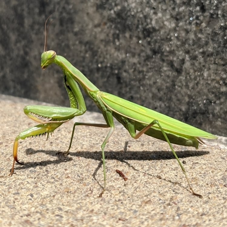 Praying Mantis Mantids Columbia County Northwest oregon Mantodea