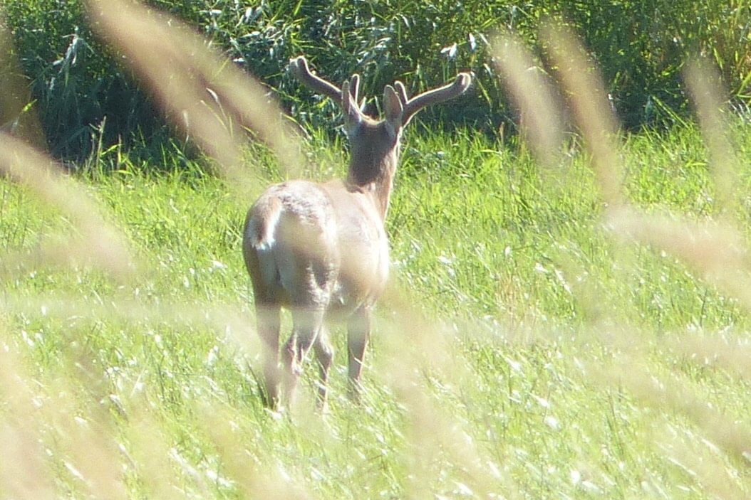 Columbian white-tailed deer buck Odocoileus virginianus leucurus velvet rainier columbia county northwest oregon