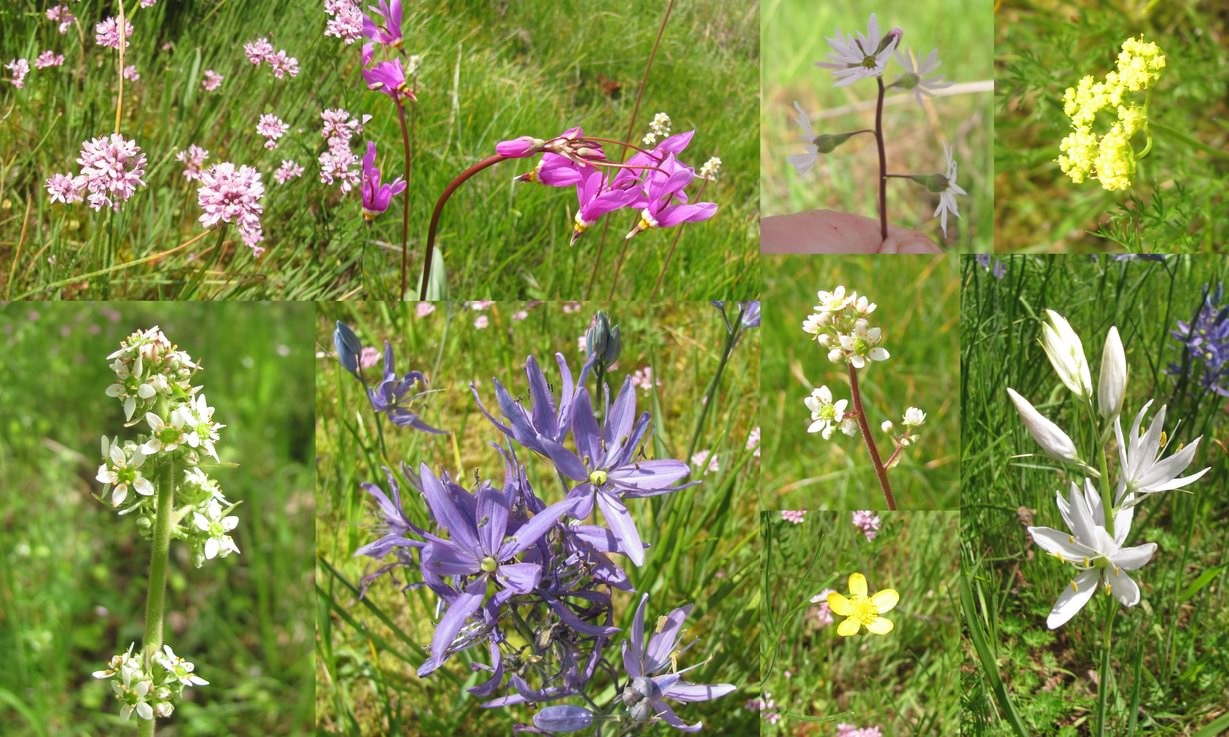 Shortspur Seablush Few-flower Shootingstar Smallflower Woodland Star Foothill Desert-Parsley Micranthes Small Camas Buttercup