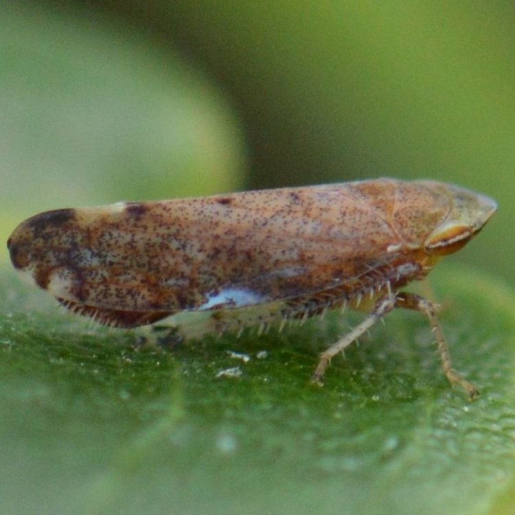 Privet Leafhopper Fieberiella florii columbia county northwest oregon